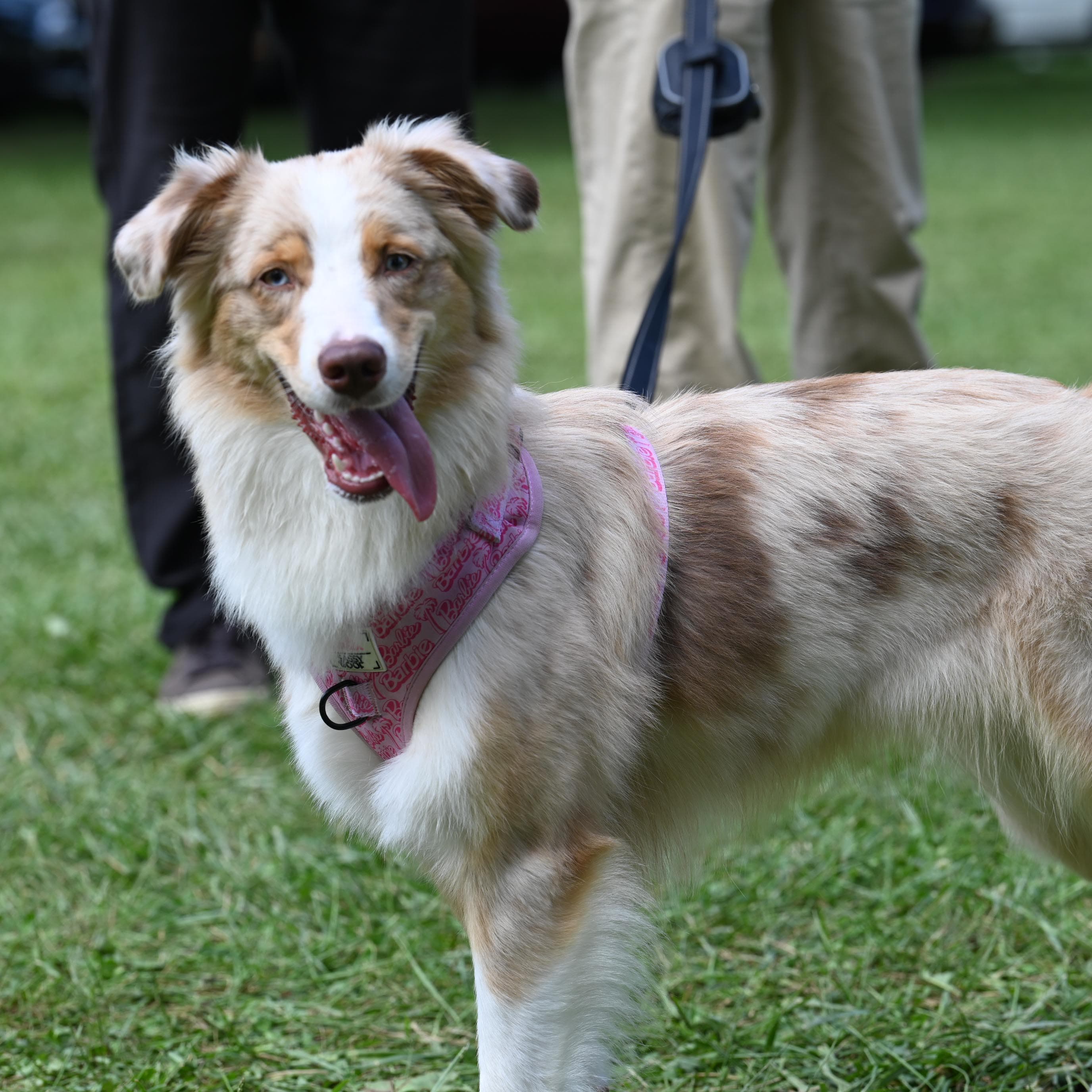 Close portrait of a tri-color Australian Shepherd on a leash, tongue out, standing on grass.