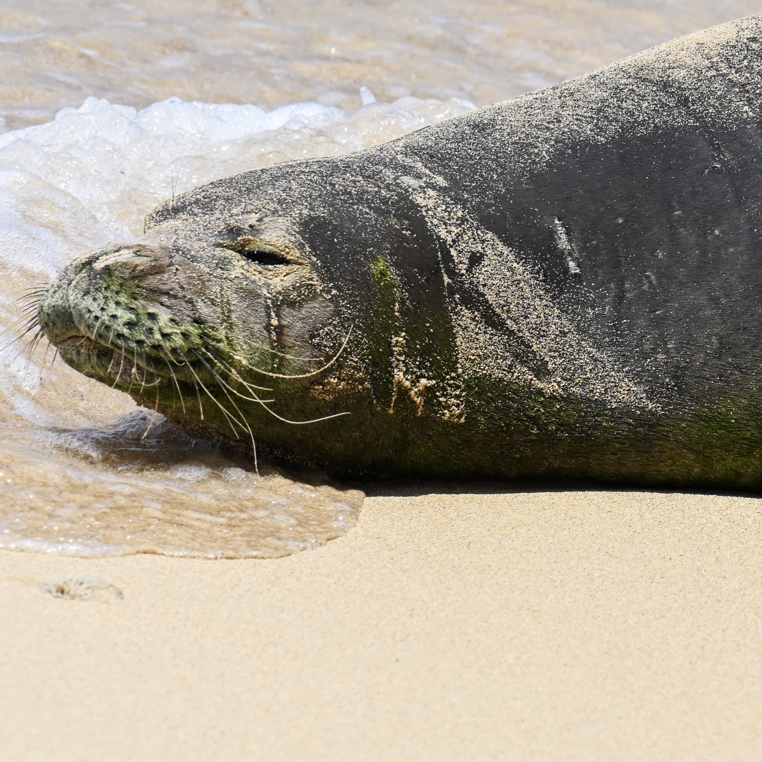 Close-up of a Hawaiian monk seal's face and whiskers, sand-dusted fur catching the sunlight.