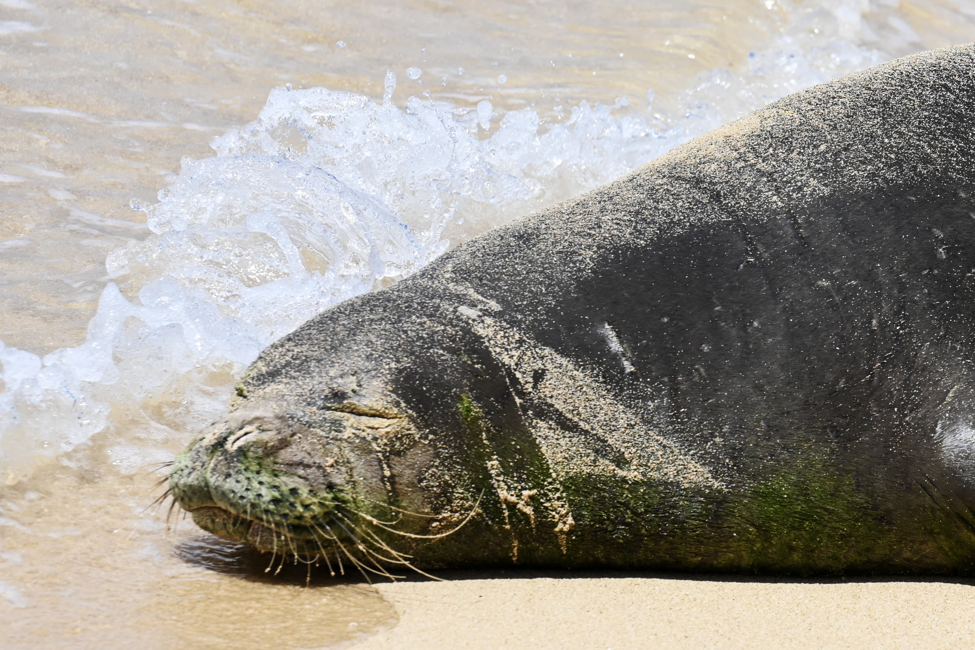 A Hawaiian monk seal on the beach with a wave crashing behind it.