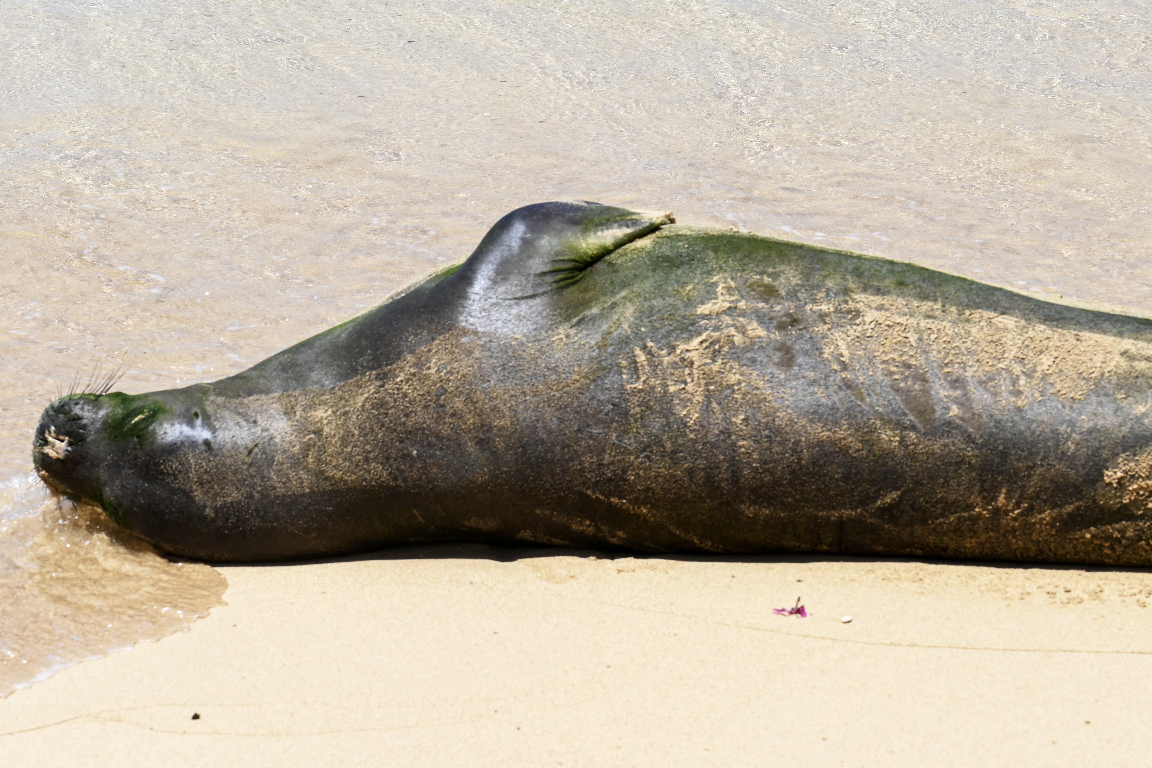 A Hawaiian monk seal resting with its head curled back against its body on the sand.