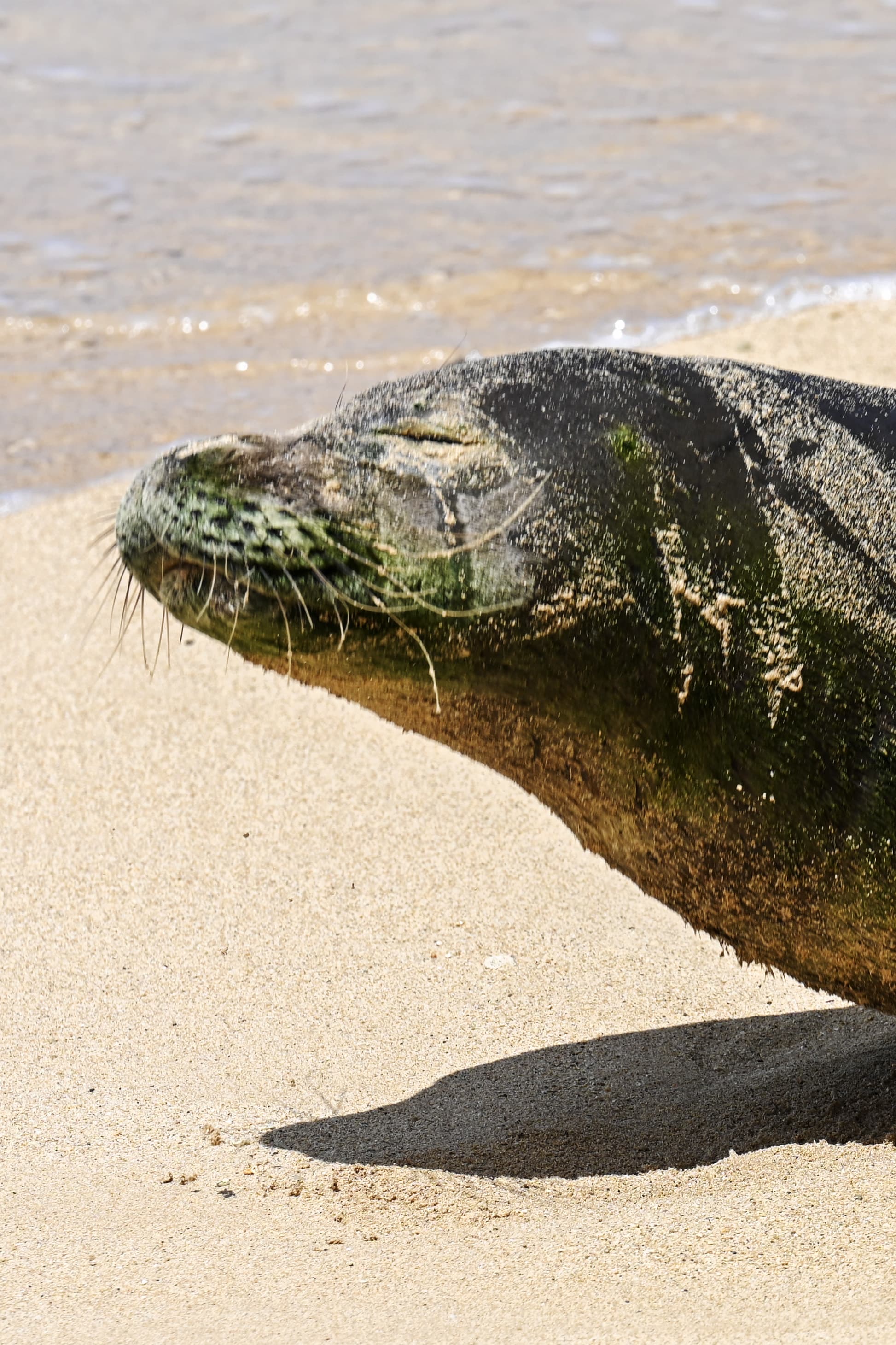 A Hawaiian monk seal resting at the shoreline as a wave washes past, close-up profile with visible whiskers.