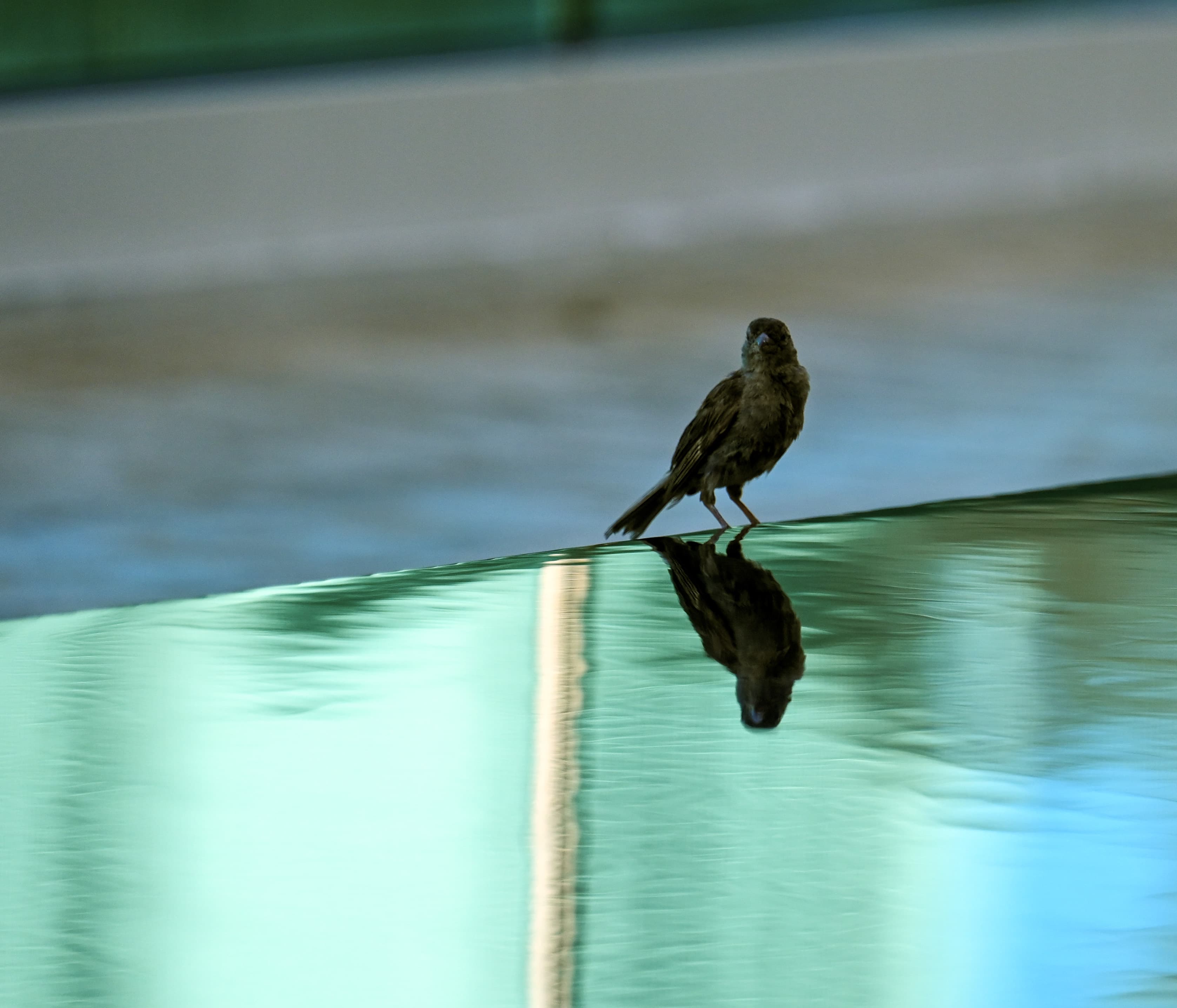 A small sparrow standing at a pool's edge, its reflection visible in the water.