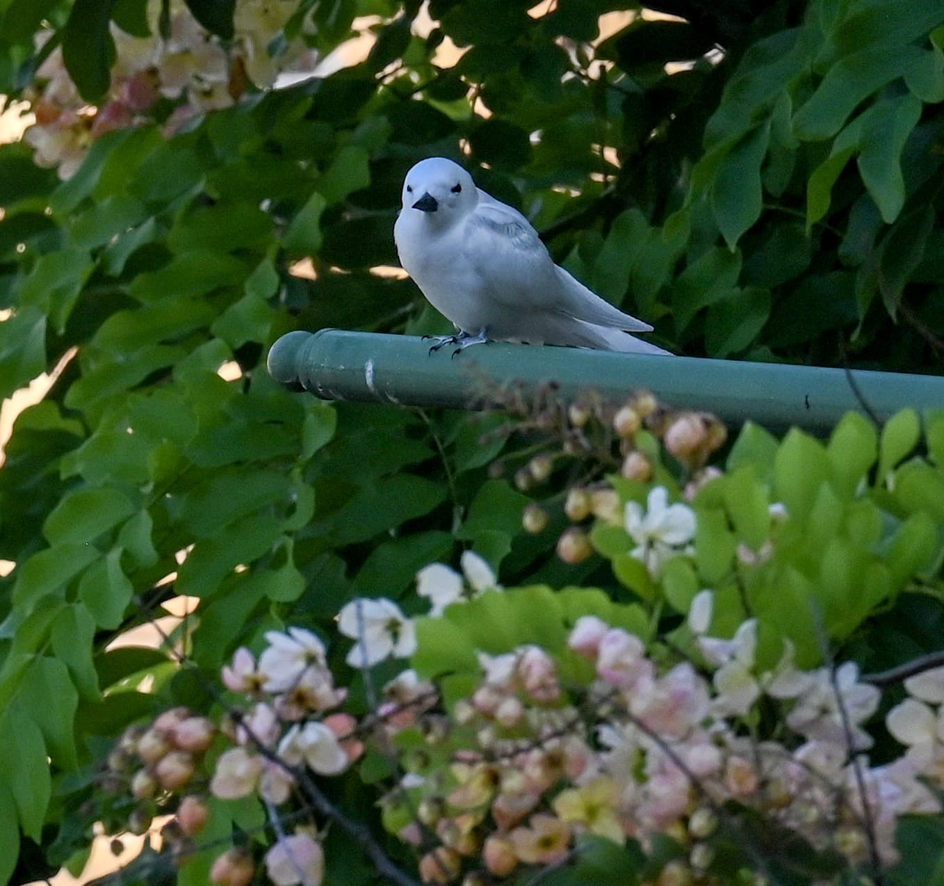 A white tern perched on a garden trellis, surrounded by pink and white blossoms.